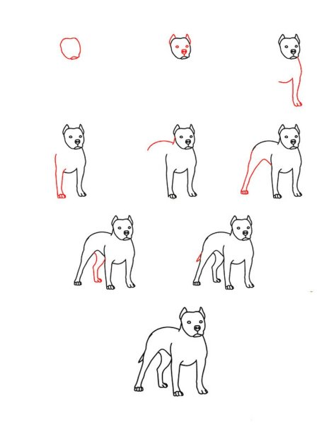 Поэтапное рисование собаки