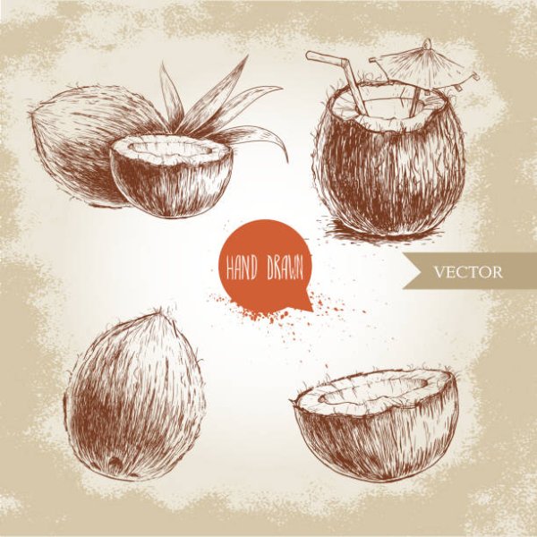 Поэтапное рисование кокоса