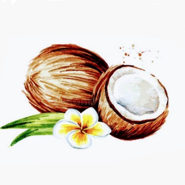 Кокос акварель