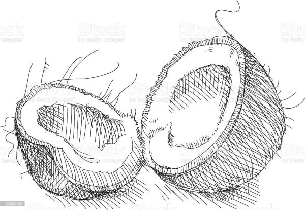 Кокос гравюра