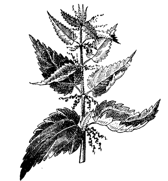 Крапива двудомная чб