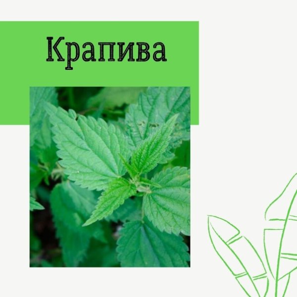 Крапива двудомная нарисовать