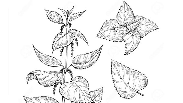 Плод яснотки