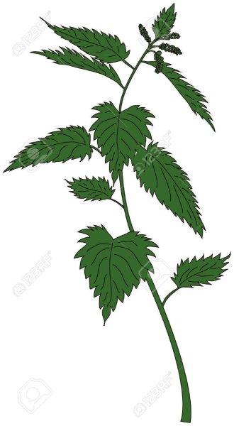 Крапива двудомная Черна белая