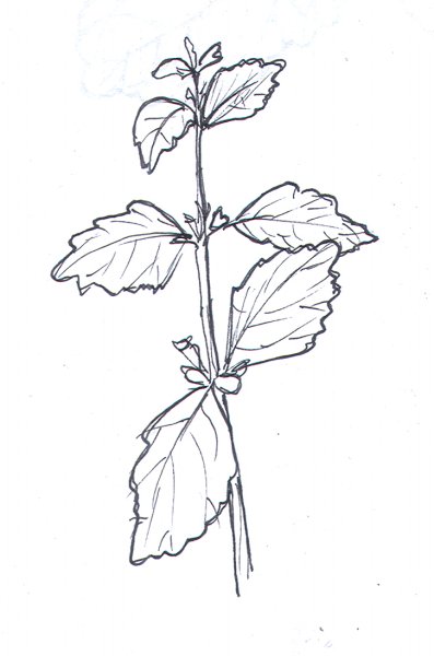 Лекарственные растения раскраска мята