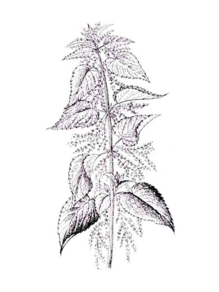 Крапива двудомная Ботаническая