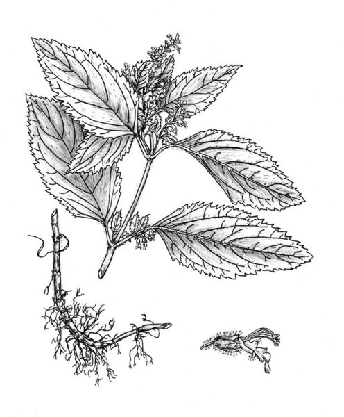 Крапива двудомная (Urtica dioica)