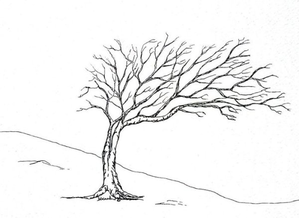 Дерево без листьев карандашом