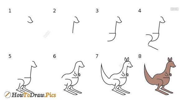 Поэтапное рисование кенгуру