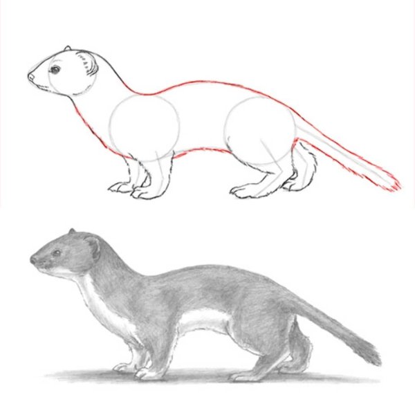 Нарисовать хорька карандашом