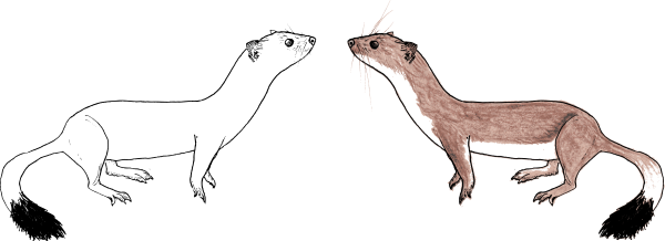 Горностай рисунок