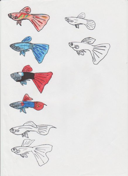 Нарисовать рыбку гуппи