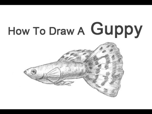 Рыбка гуппи раскраска