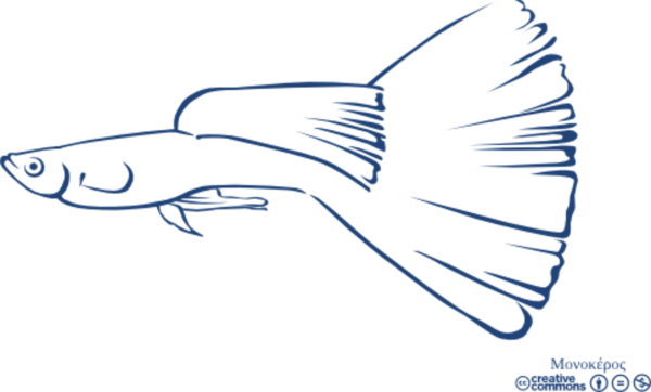 Раскраска аквариумные рыбки гуппи