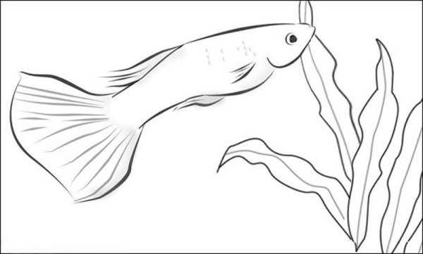 Рыба рисунок карандашом поэтапно