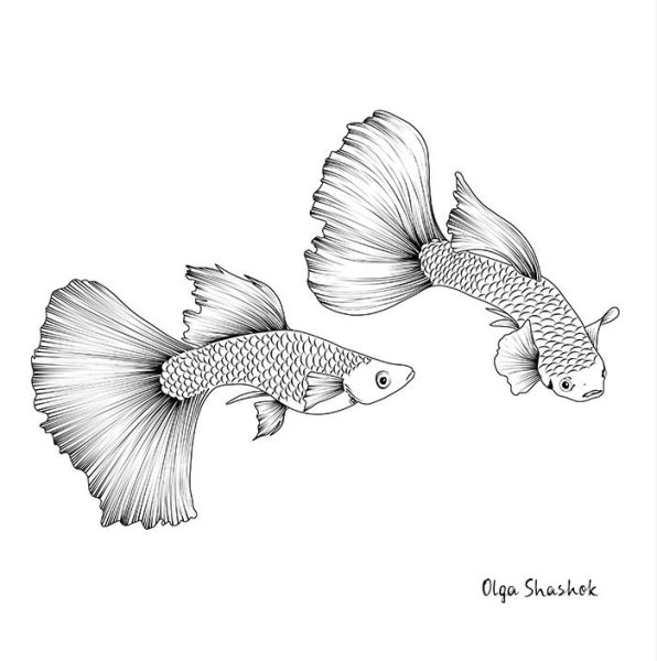 Гуппи рыбки