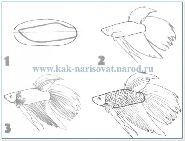 Золотая рыбка раскраска