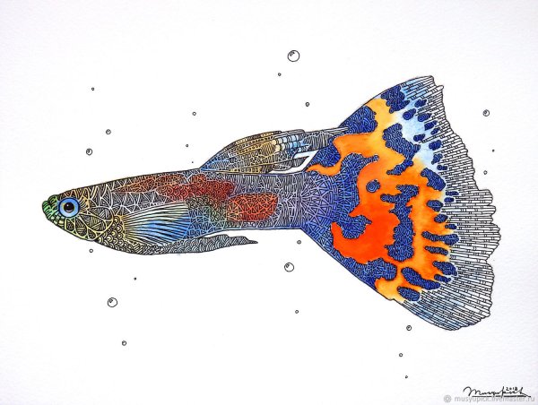 Раскраска аквариумные рыбки гуппи