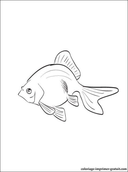 Раскраска аквариумные рыбки гуппи