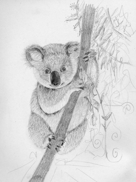 Коала рисунок для срисовки