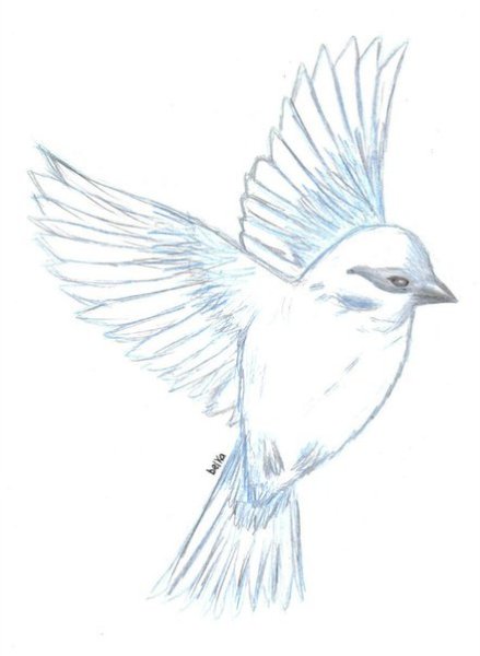 Птицы карандашом для срисовки