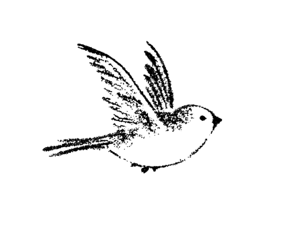 Птичка рисунок