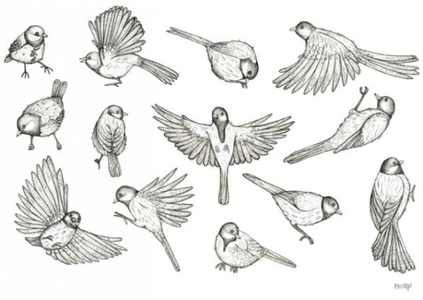 Зарисовки птиц в полете