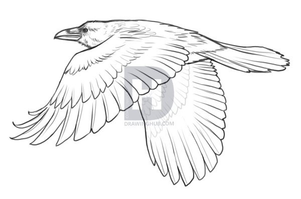 Рисунок вороны карандашом