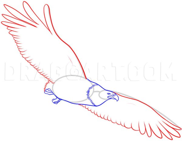 Поэтапное рисование орла