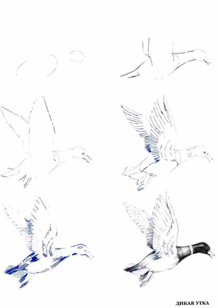 Птица в полете рисунок карандашом