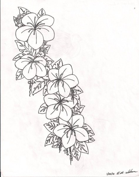 Ветви лианы растения черно белое