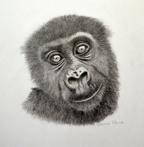Горилла рисунок цветными карандашами