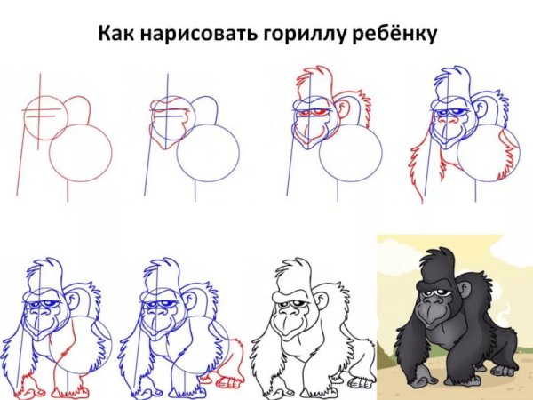 Поэтапное рисование гориллы