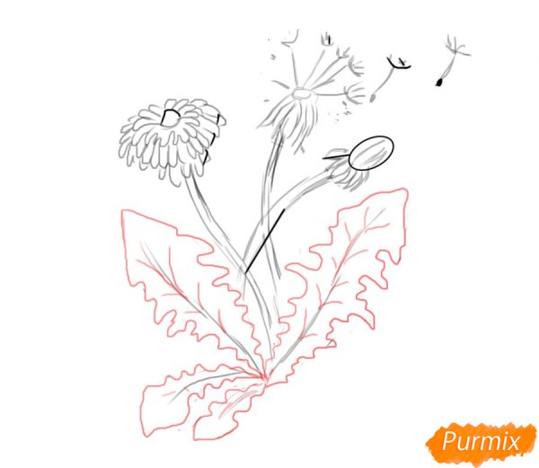 Нарисовать одуванчик поэтапно