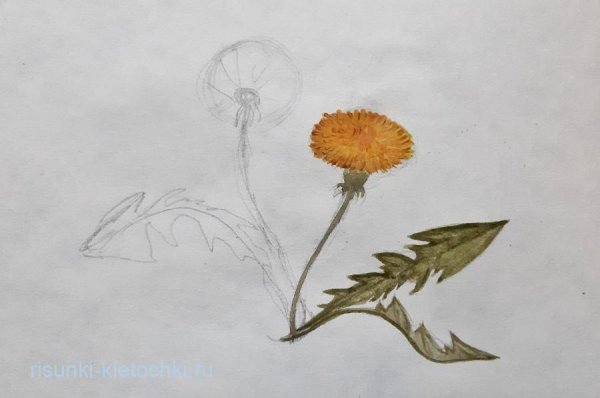 Поэтапное рисование одуванчика
