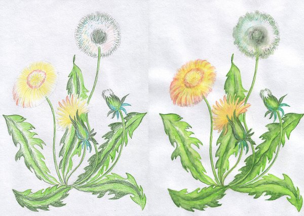Одуванчики цветными карандашами
