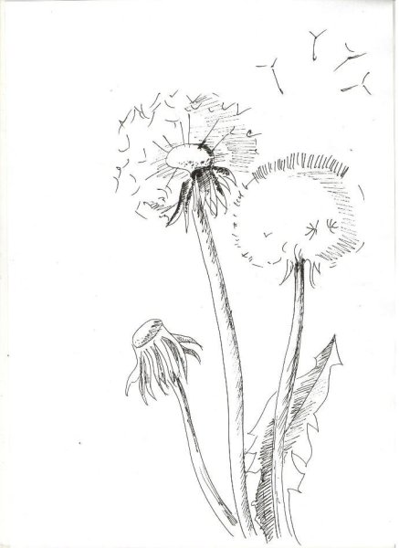 Поэтапное рисование одуванчика