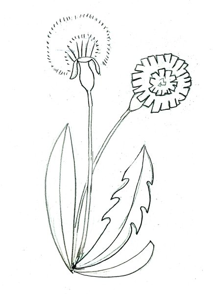 Одуванчик схематично рисунок