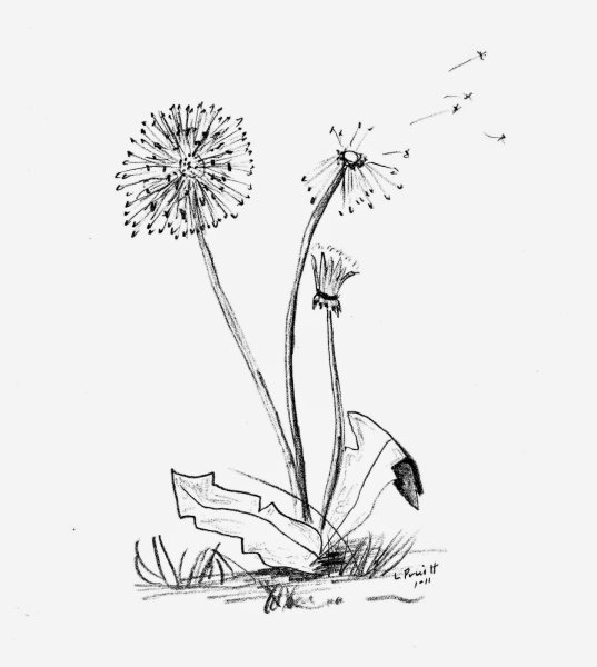 Одуванчик рисунок для детей карандашом