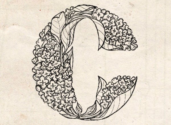 Буквица в виде растения