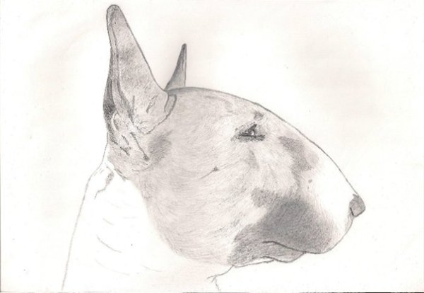 Анатомия английский бультерьер