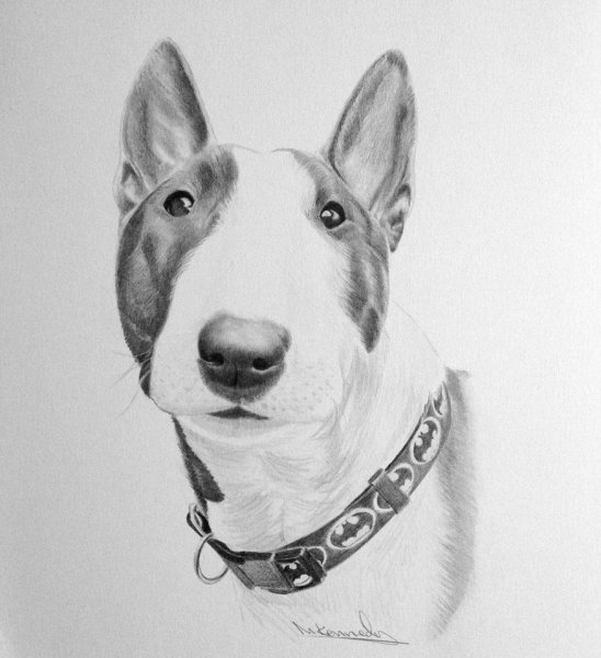 Бультерьер карандашом