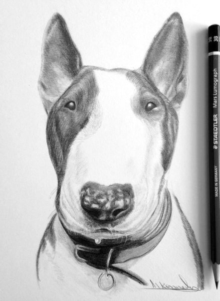 Бультерьер эскиз