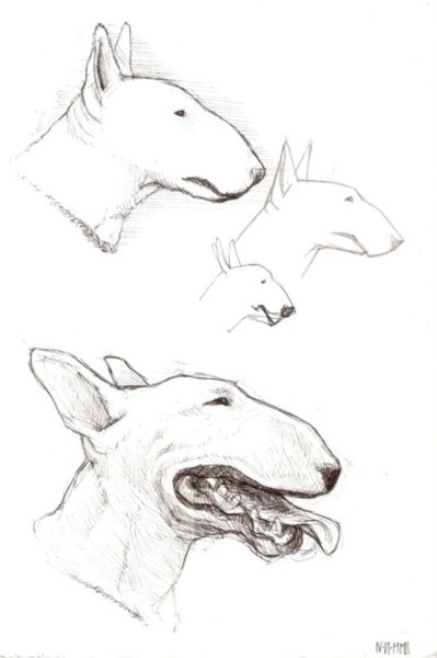 Бультерьер рисунок