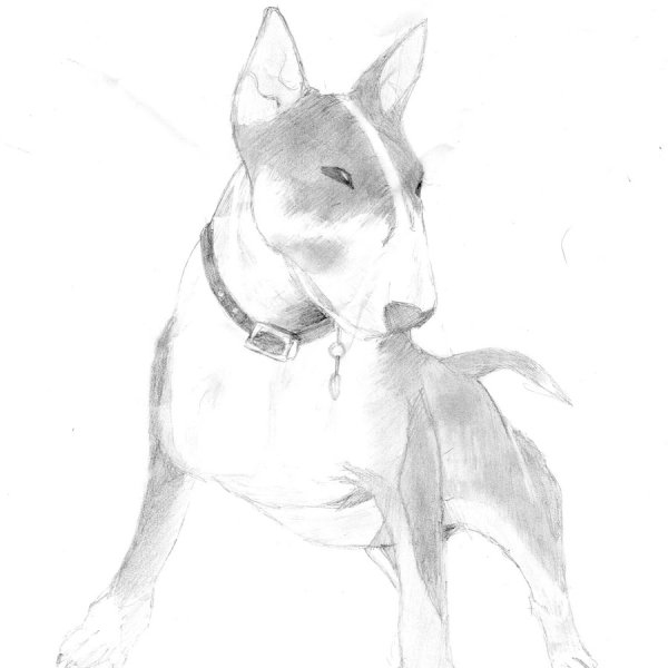 Мини бультерьер рисоватьнчшный