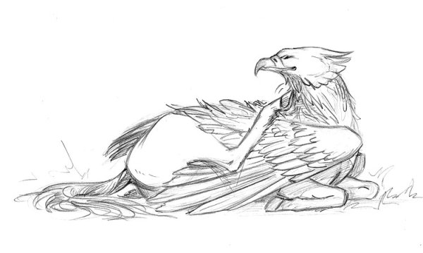 Детеныш гиппогрифа