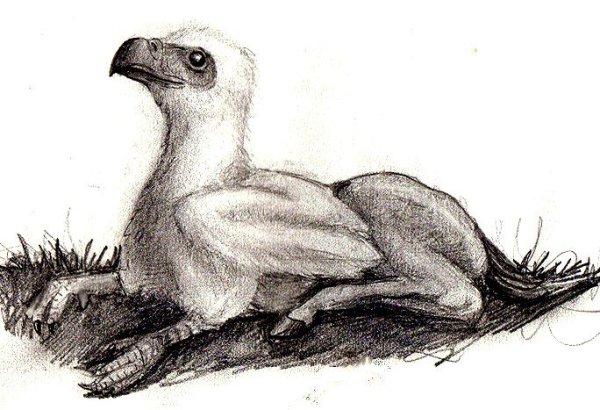 Гиппогриф Клювокрыл набросок