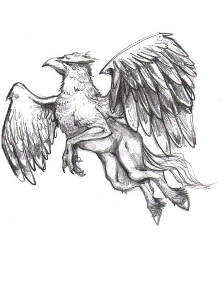 Раскраска Гарри Поттер гиппогриф