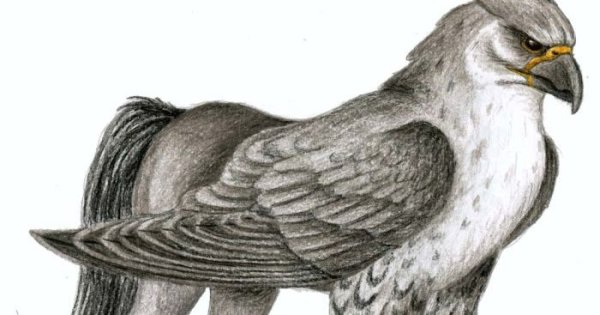 Раскраска Гарри Поттер Клювокрыл