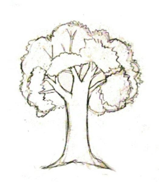 Рисунок дерево карандашом для срисовки